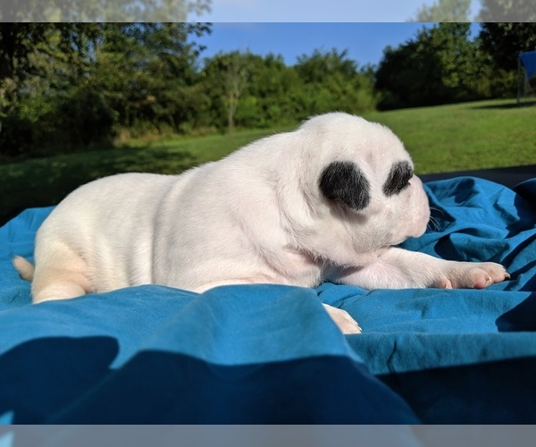Medium Photo #12 American Bulldog Puppy For Sale in MILLS RIVER, NC, USA