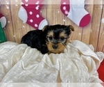 Small #14 Yorkshire Terrier