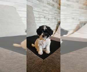 Poodle (Toy) Puppy for sale in NORTH VERNON, IN, USA
