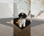 Image preview for Ad Listing. Nickname: Puppy1