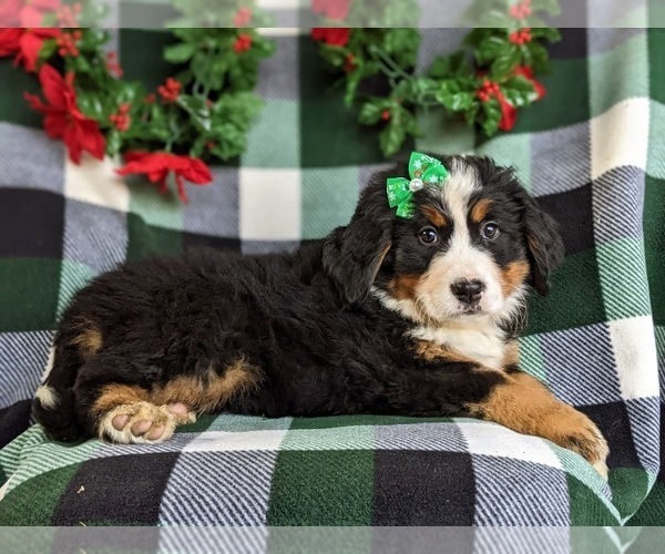 Medium Photo #7 Bernese Mountain Dog Puppy For Sale in NEW HOLLAND, PA, USA