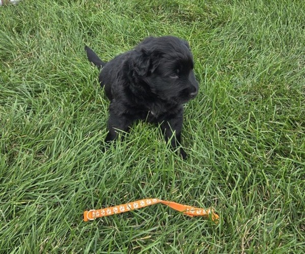 Medium Photo #5 Golden Labrador Puppy For Sale in HAZEL GREEN, WI, USA