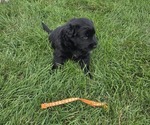 Litter of 5 - Male(s) and Female(s) Golden LabradorLitter of Puppies for Sale - Photo #5
