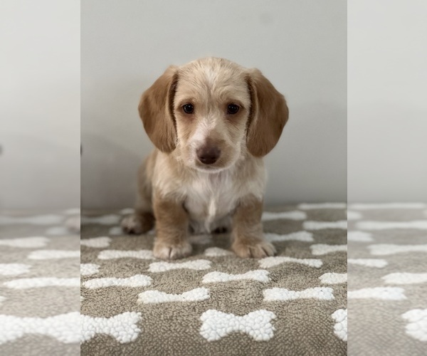 Medium Photo #2 Dachshund Puppy For Sale in BEECH GROVE, IN, USA