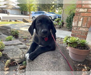 Medium Labrador Retriever Mix