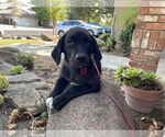 Small Labrador Retriever Mix