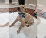 Image preview for Ad Listing. Nickname: Hugo