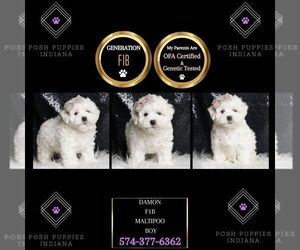 Maltipoo Puppy for sale in WARSAW, IN, USA