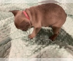 Small Photo #2 French Bulldog Puppy For Sale in HOPKINSVILLE, KY, USA