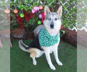 Gerberian Shepsky Dogs for adoption in Oklahoma City, OK, USA