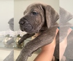 Small Photo #4 Cane Corso Puppy For Sale in MIAMI, FL, USA