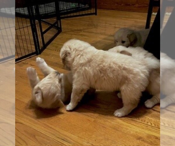 Medium Photo #3 English Cream Golden Retriever-Great Pyrenees Mix Puppy For Sale in SEDGWICK, KS, USA