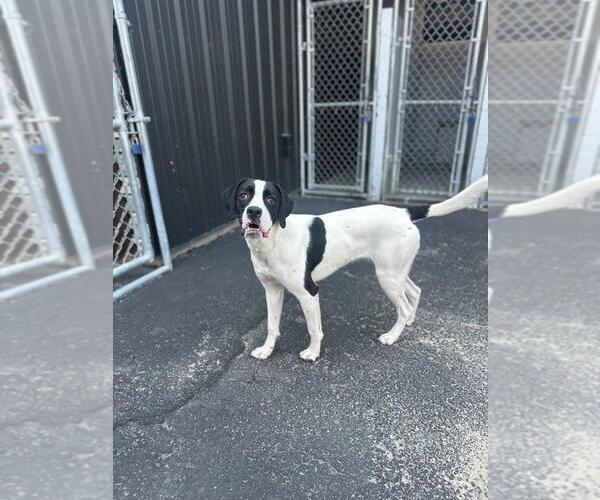 Medium Photo #1 Boxador Puppy For Sale in Calgary, Alberta, Canada