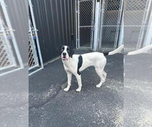 Boxador Dogs for adoption in Calgary, Alberta, Canada