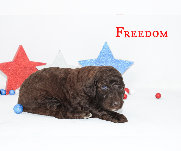 Medium Photo #7 Goldendoodle Puppy For Sale in MIDDLESEX, NC, USA