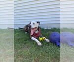 Small #7 American Pit Bull Terrier Mix