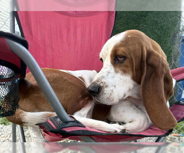 Medium Photo #5 Basset Hound Puppy For Sale in Deepwater, NJ, USA