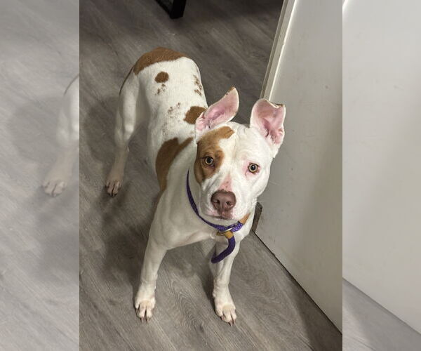 Medium Photo #19 American Staffordshire Terrier Puppy For Sale in Holly Springs, NC, USA