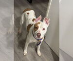 Small #18 American Staffordshire Terrier