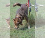 Small #1 Siberian Husky Mix