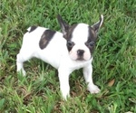 Small Photo #62 French Bulldog Puppy For Sale in AVON PARK, FL, USA