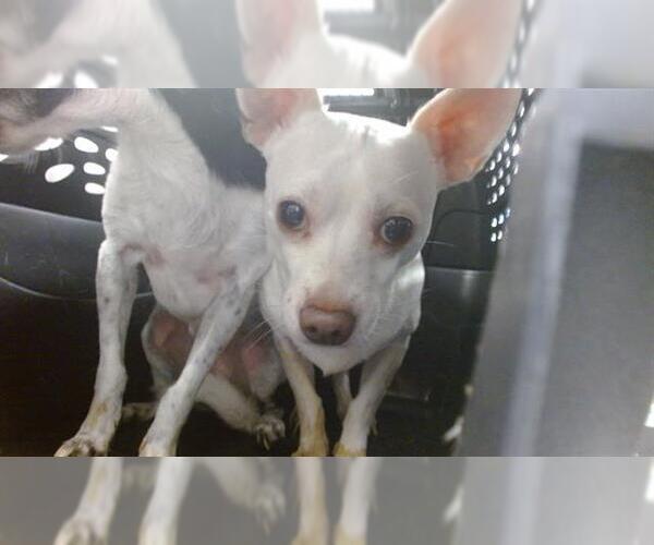 Medium Photo #1 Chihuahua Puppy For Sale in Oklahoma City, OK, USA