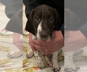German Shorthaired Pointer Puppy for sale in HINCKLEY, MN, USA