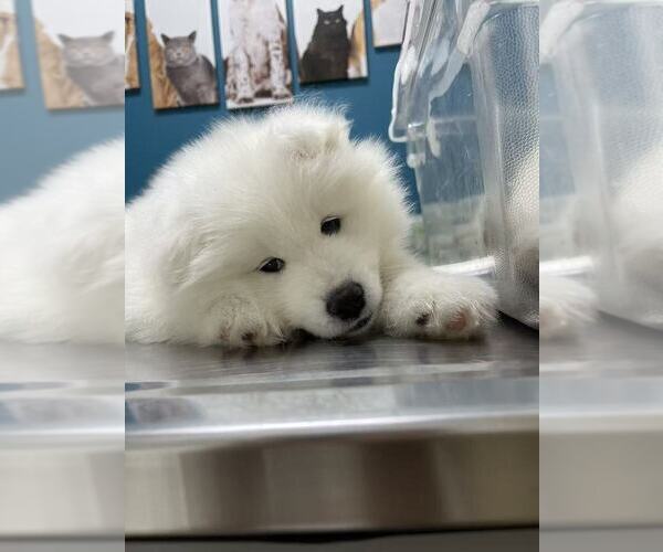 Medium Photo #13 Samoyed Puppy For Sale in DALY CITY, CA, USA