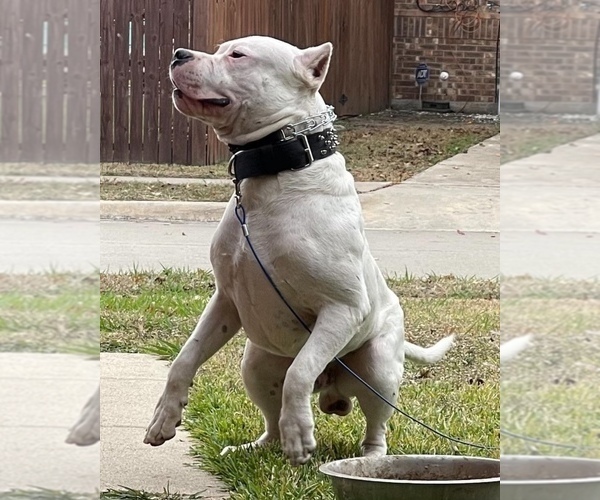 Medium Photo #22 Dogo Argentino Puppy For Sale in ARLINGTON, TX, USA