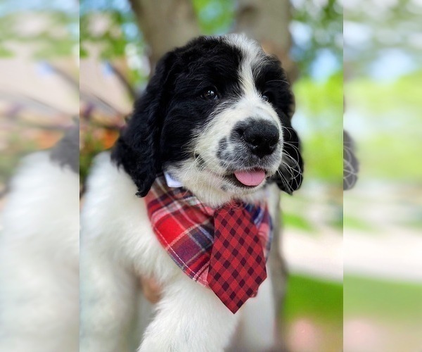 Medium Photo #11 Bernedoodle Puppy For Sale in OVERLAND PARK, KS, USA
