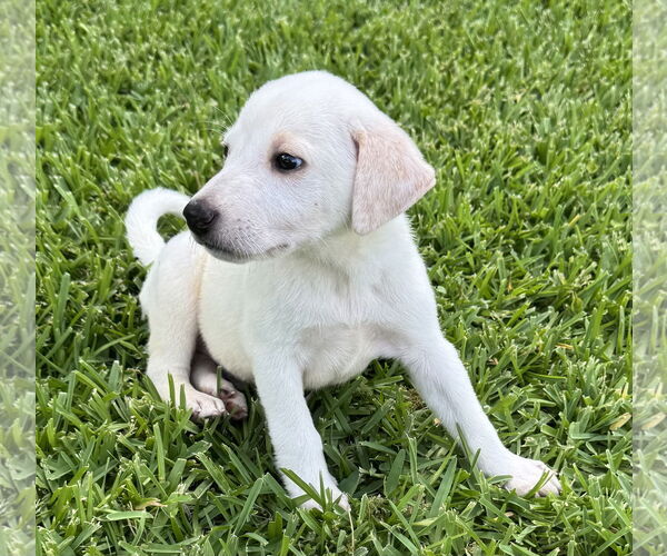 Medium Photo #2 Labrador Retriever-Unknown Mix Puppy For Sale in Euless, TX, USA