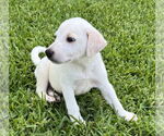 Small #1 Labrador Retriever Mix