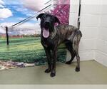Small Labrador Retriever Mix