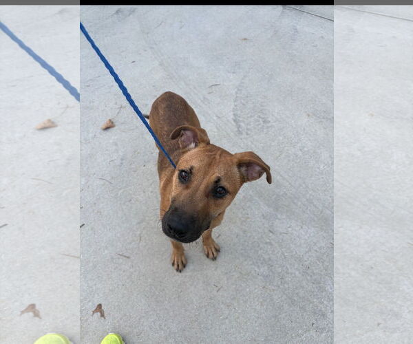 Medium Photo #2 American Pit Bull Terrier-Labrador Retriever Mix Puppy For Sale in Ball Ground, GA, USA