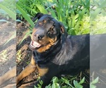 Small Photo #1 Rottweiler Puppy For Sale in NARVON, PA, USA