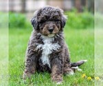 Small #3 Bernedoodle (Miniature)