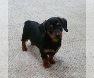 Dorkie Puppy for sale in ROBESONIA, PA, USA