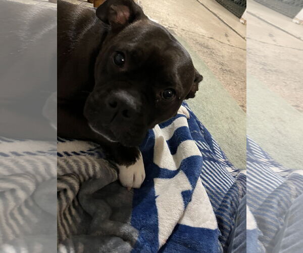 Medium Photo #6 Bulldog-Unknown Mix Puppy For Sale in Spring Lake, NJ, USA