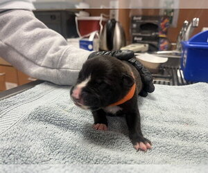 Mutt Dogs for adoption in Martinez, CA, USA