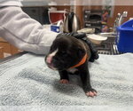 Small Mutt