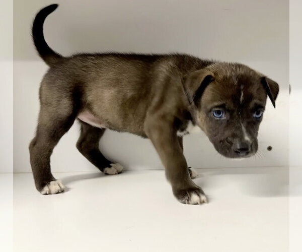 Medium Photo #5 Labrador Retriever-Unknown Mix Puppy For Sale in San Diego, CA, USA