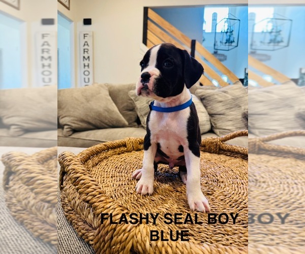 Medium Photo #4 Boxer Puppy For Sale in STAYTON, OR, USA