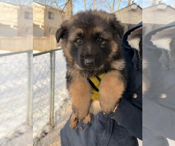 Medium Photo #1 German Shepherd Dog Puppy For Sale in WATERBURY, CT, USA