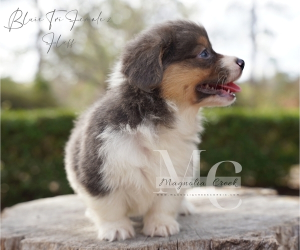 Medium Photo #5 Pembroke Welsh Corgi Puppy For Sale in FLORALA, AL, USA