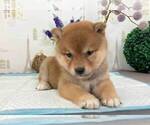 Small Photo #5 Shiba Inu Puppy For Sale in TRENTON, NJ, USA