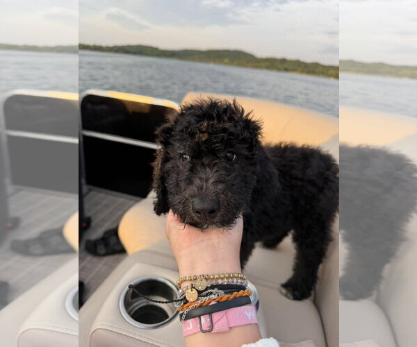 Medium Photo #2 Labrador Retriever-Unknown Mix Puppy For Sale in Grafton, WI, USA