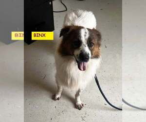 Border Collie-Unknown Mix Dogs for adoption in Unionville, PA, USA