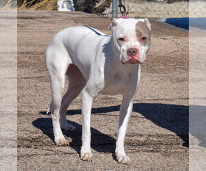 Iris - Female American Bulldog-American Staffordshire Terrier Mix Dog for Adoption - Photo #3