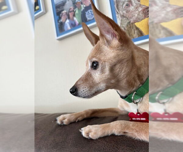 Medium Photo #6 Chihuahua-Unknown Mix Puppy For Sale in Farmington, MN, USA