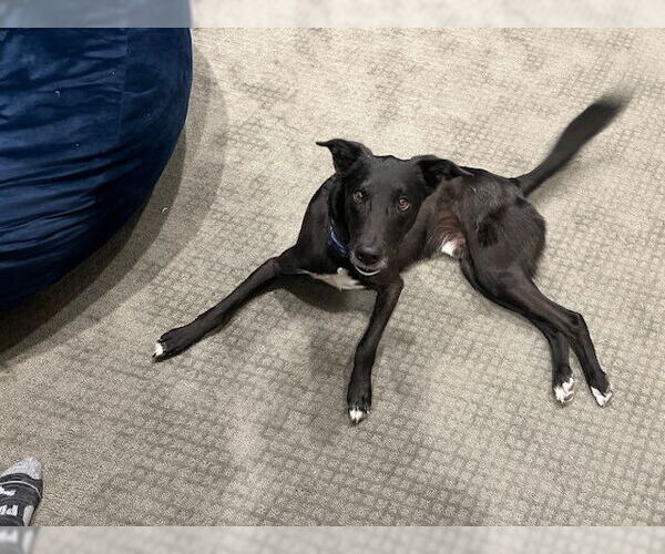 Medium Photo #2 Collie-Labrador Retriever Mix Puppy For Sale in Bellevue, WA, USA